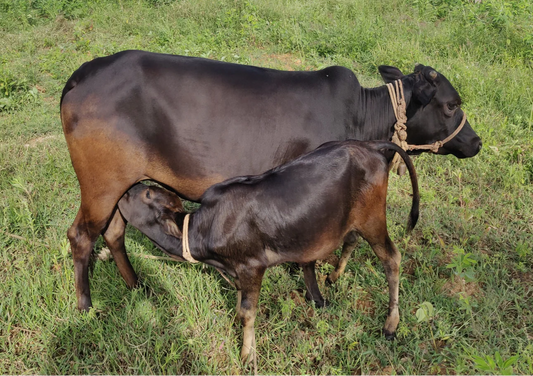Malnad Gidda Desi Cow Ghee