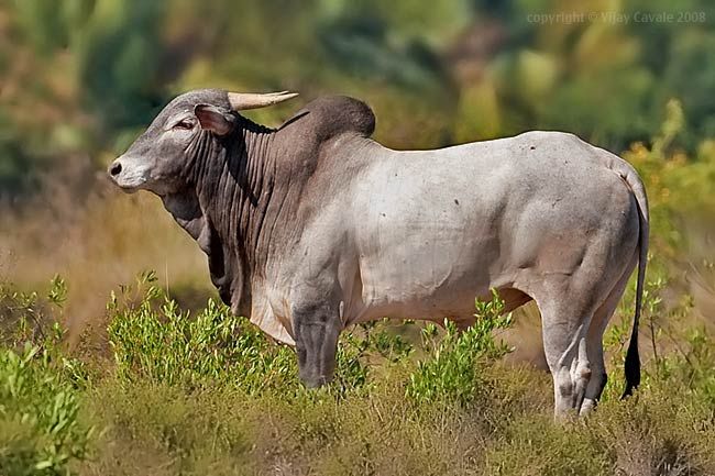 Amruth Mahal