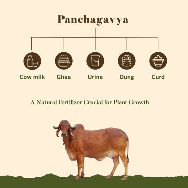 Panchagavya