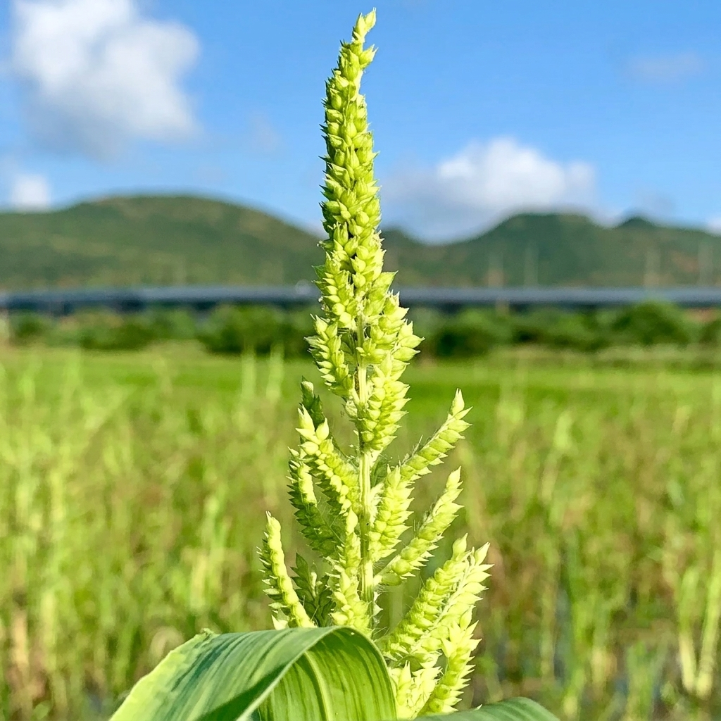 Barnyard Millet (Oodalu)