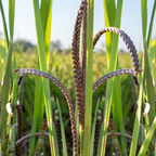 Kodo Millet (Haraka)