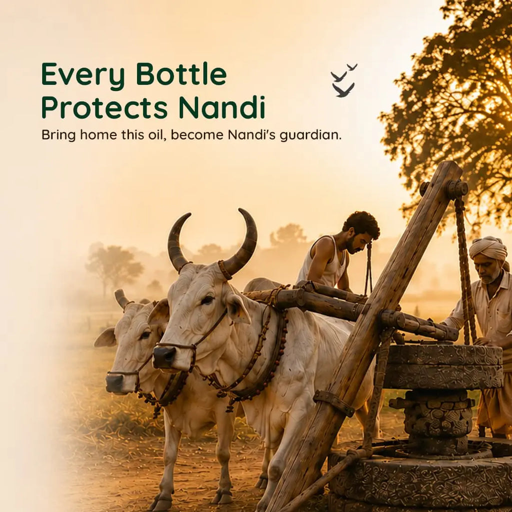 Traditional wooden ghani extraction process with a farmer and Nandi bulls at sunrise, representing heritage preservation.
