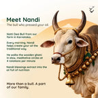 Natti desi bull from Karnataka used for slow, meditative wood-pressed extraction of Nandi's Blessing safflower oil.