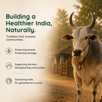 Traditional Indian farm scene highlighting breed preservation, community support, and sustainable bull-driven sesame oil production.
