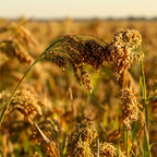 Proso Millet (Baragu)